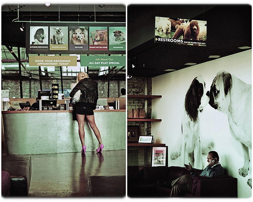 hotel para perros de 5 estrellas hotel para perros de 5 estrellas