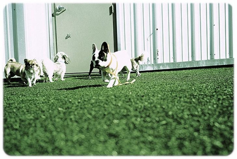 hotel para perros de 5 estrellas hotel para perros de 5 estrellas