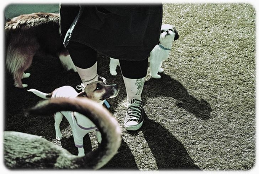 hotel para perros de 5 estrellas hotel para perros de 5 estrellas