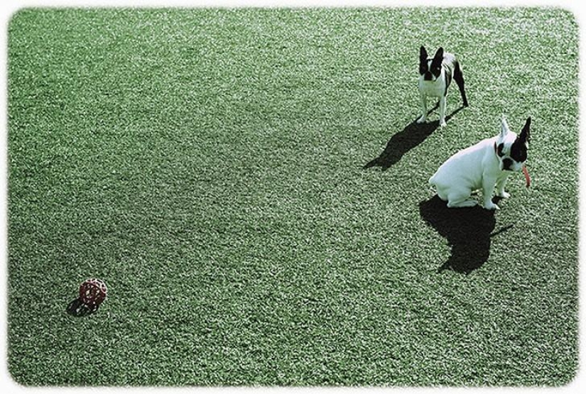 hotel para perros de 5 estrellas hotel para perros de 5 estrellas