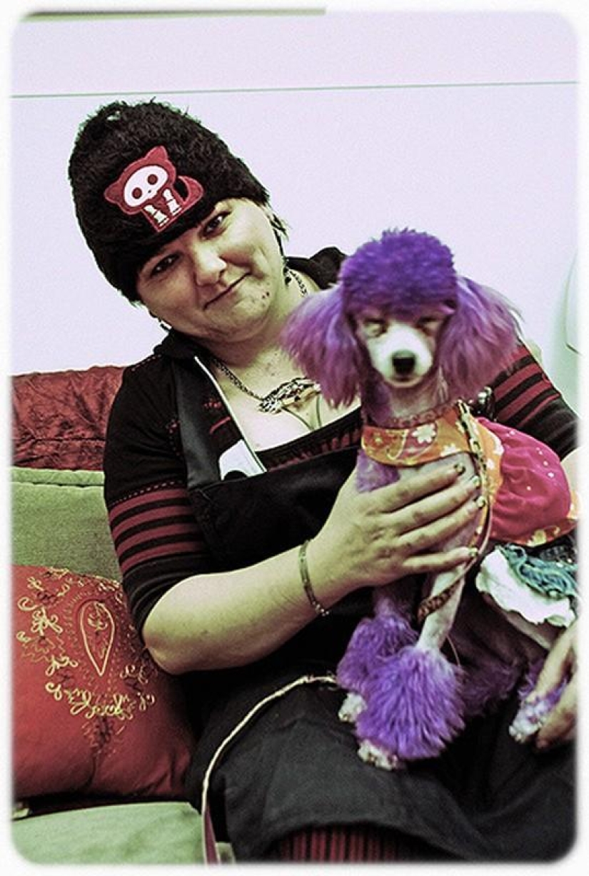 hotel para perros de 5 estrellas hotel para perros de 5 estrellas