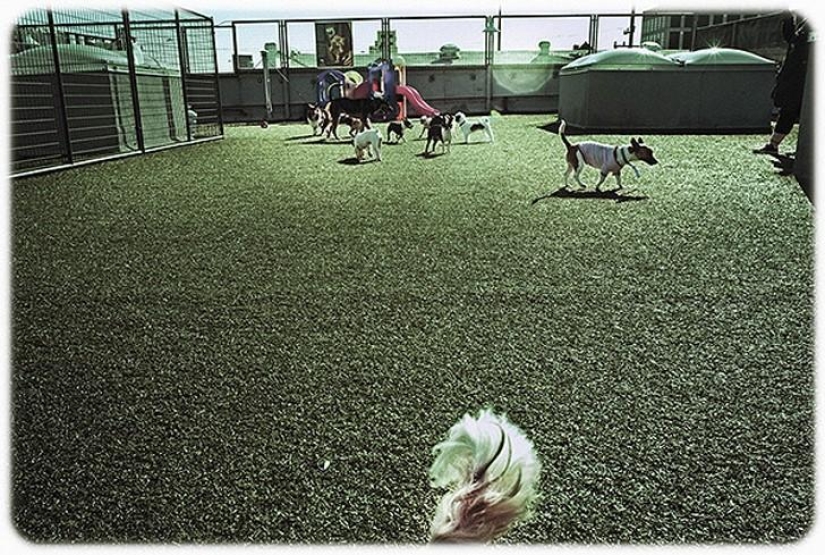 hotel para perros de 5 estrellas hotel para perros de 5 estrellas