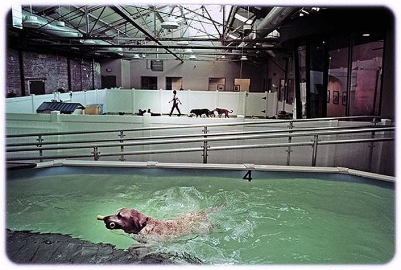 hotel para perros de 5 estrellas hotel para perros de 5 estrellas