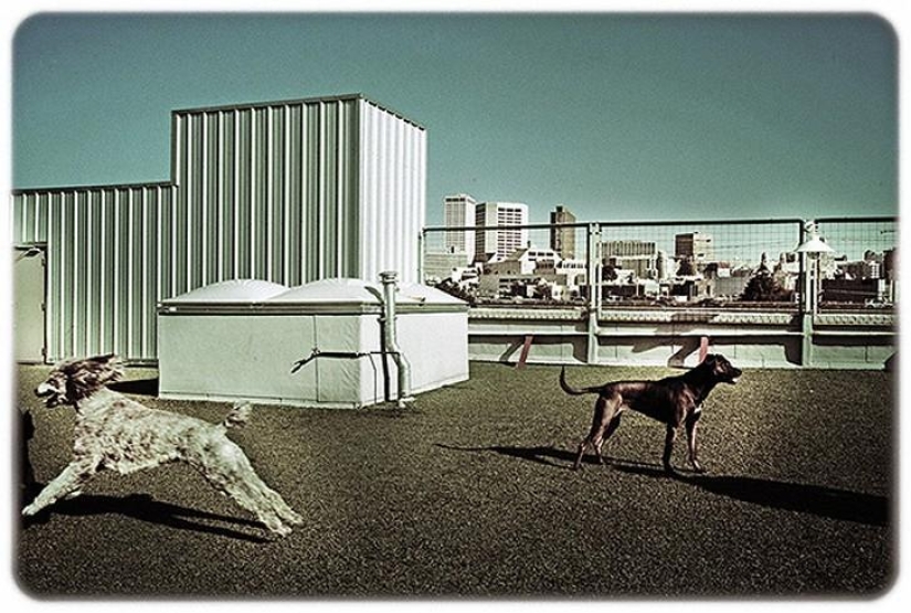 hotel para perros de 5 estrellas hotel para perros de 5 estrellas