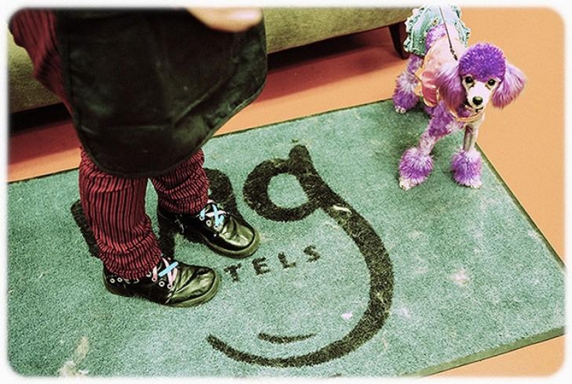 hotel para perros de 5 estrellas hotel para perros de 5 estrellas