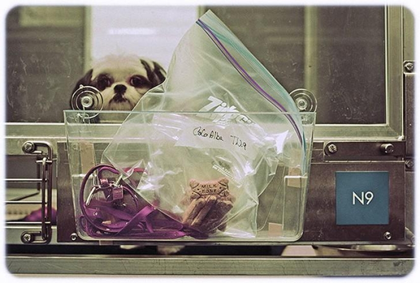 hotel para perros de 5 estrellas hotel para perros de 5 estrellas