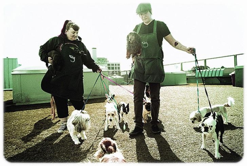 hotel para perros de 5 estrellas hotel para perros de 5 estrellas