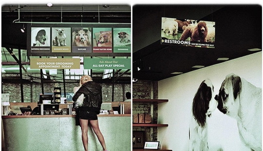 hotel para perros de 5 estrellas