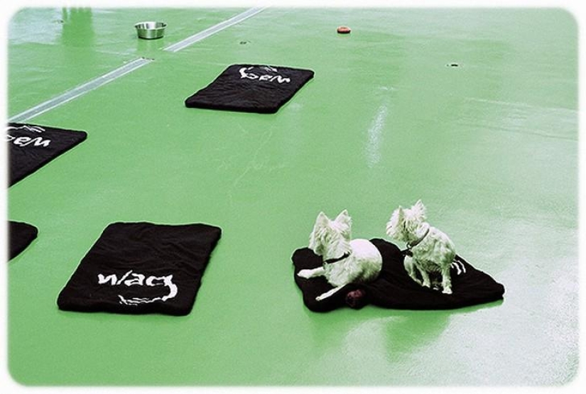 hotel para perros de 5 estrellas hotel para perros de 5 estrellas