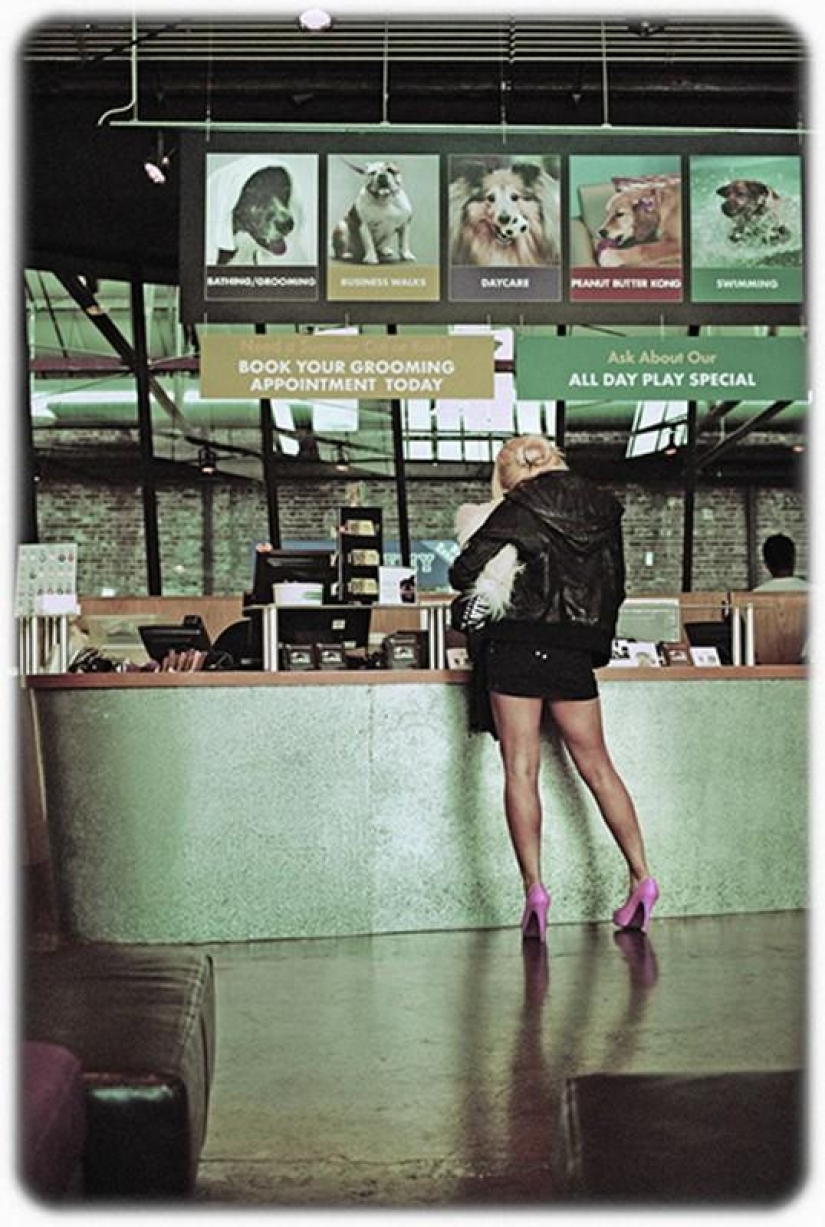 hotel para perros de 5 estrellas hotel para perros de 5 estrellas