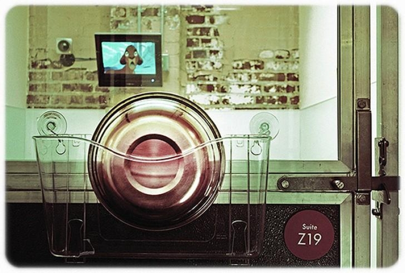 hotel para perros de 5 estrellas hotel para perros de 5 estrellas