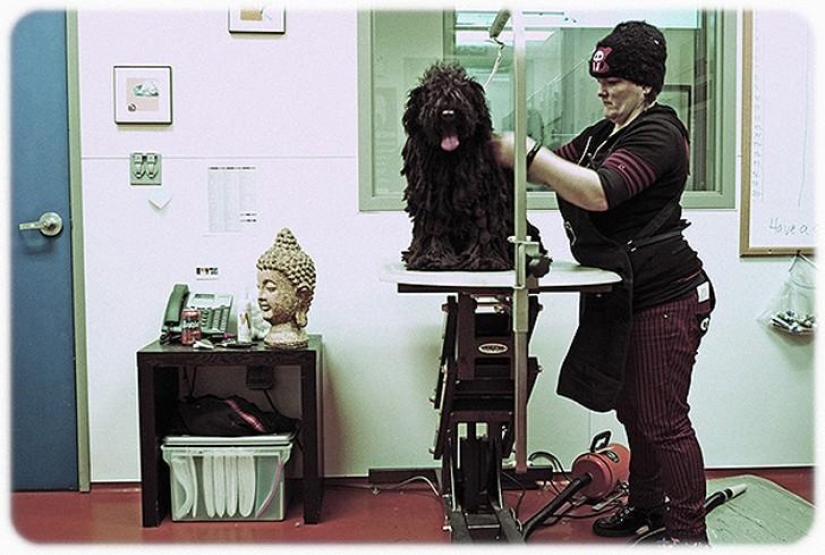 hotel para perros de 5 estrellas hotel para perros de 5 estrellas