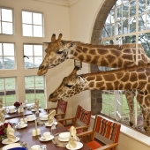 Hotel with giraffes