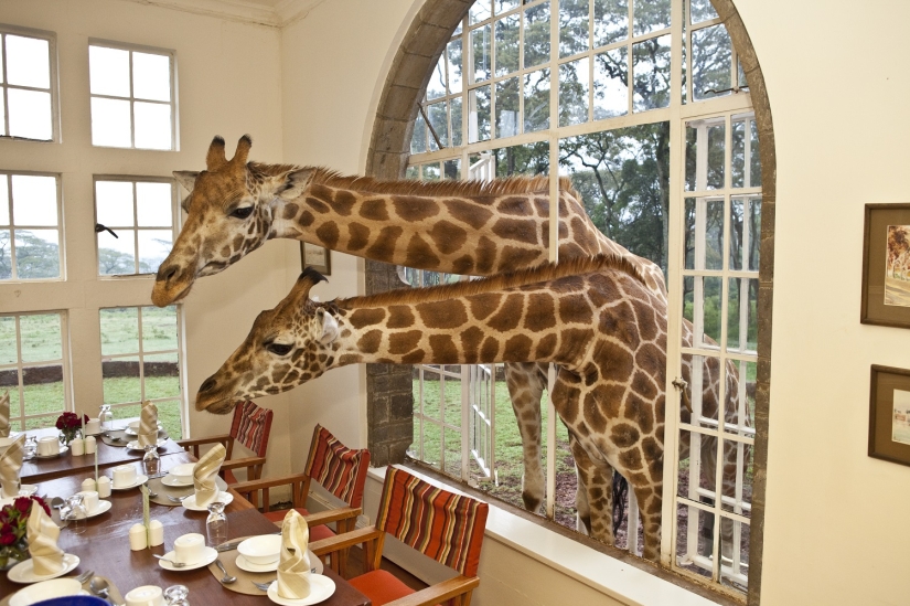 Hotel with giraffes