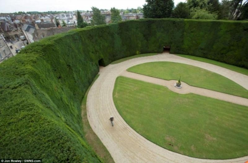 How 300-year-old yews are trimmed How 300-year-old yews are trimmed