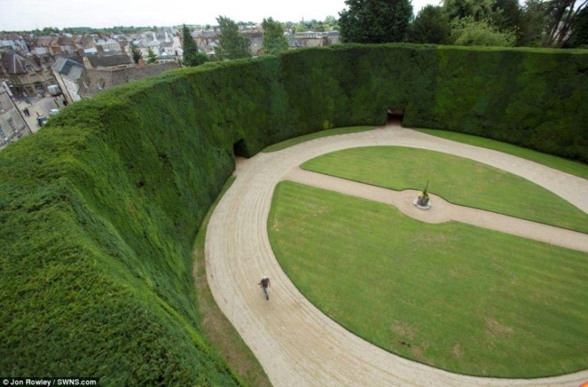 How 300-year-old yews are trimmed How 300-year-old yews are trimmed