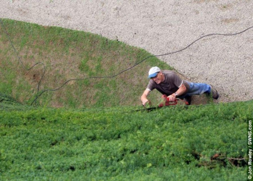 How 300-year-old yews are trimmed How 300-year-old yews are trimmed