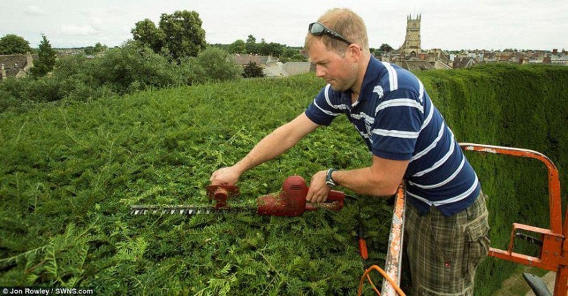 How 300-year-old yews are trimmed How 300-year-old yews are trimmed