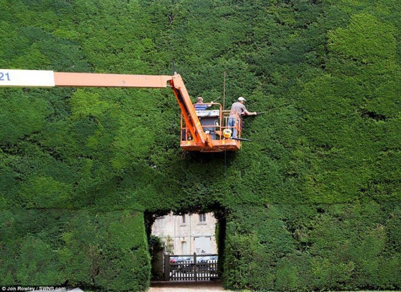 How 300-year-old yews are trimmed How 300-year-old yews are trimmed