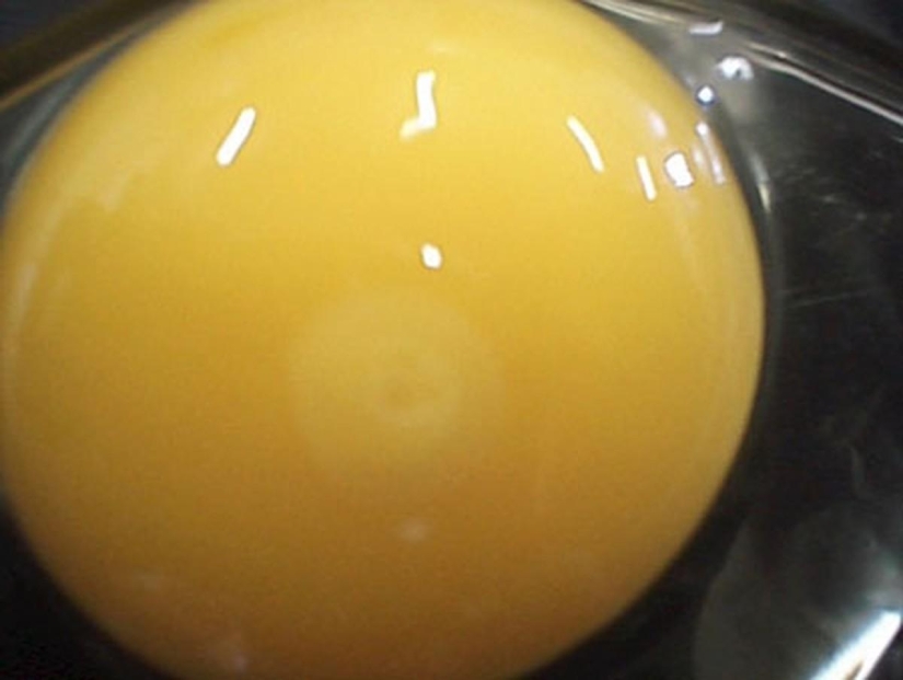 How a chicken develops from an egg