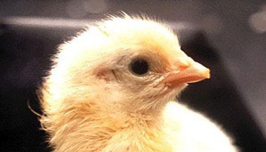 How a chicken develops from an egg