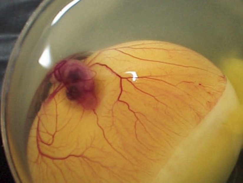 How a chicken develops from an egg