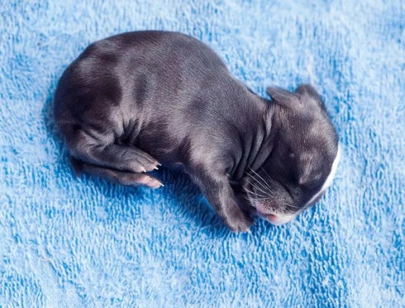 How baby rabbit grows, day by day How baby rabbit grows, day by day