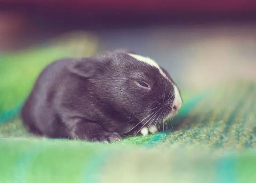 How baby rabbit grows, day by day How baby rabbit grows, day by day