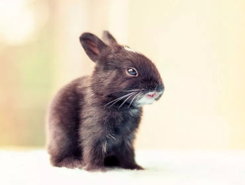 How baby rabbit grows, day by day How baby rabbit grows, day by day