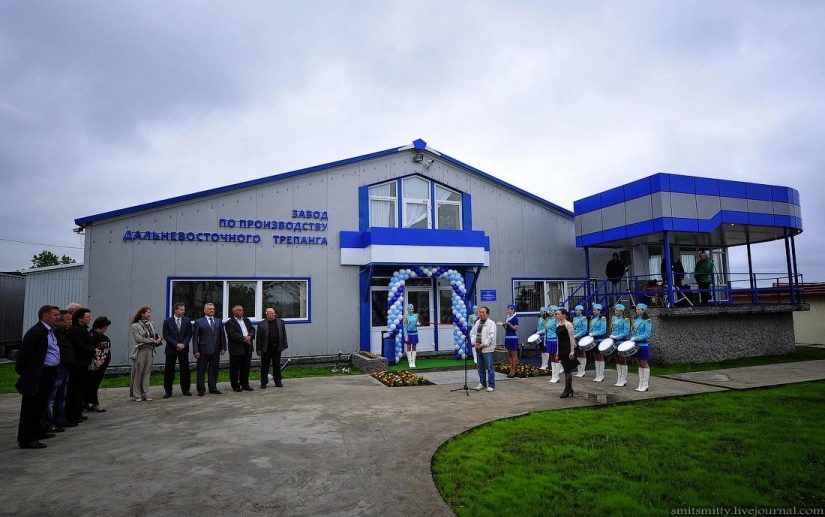 How Far Eastern trepang is grown in Primorye