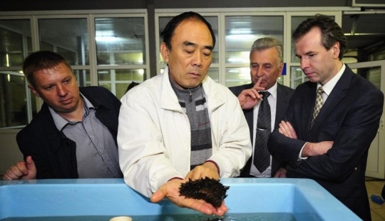 How Far Eastern trepang is grown in Primorye