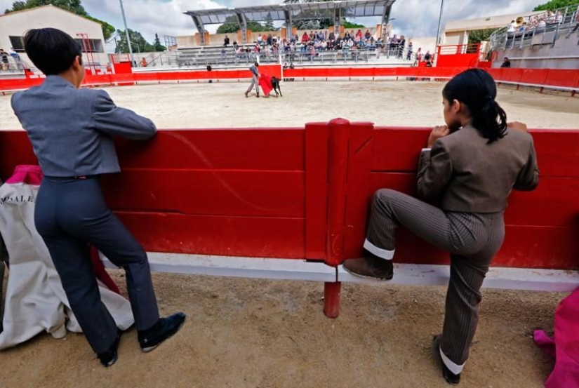 How future bullfighting stars grow