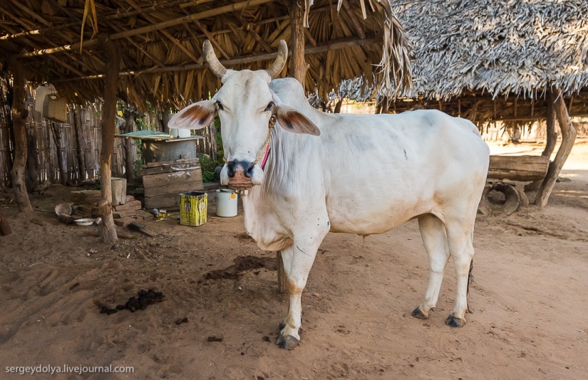 How is life in a wealthy village in Burma?