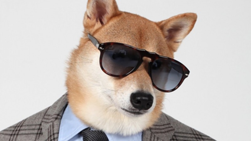 How much do dogs and cats earn from the Internet