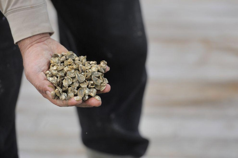 How oysters are grown on farms in the Chesapeake Bay