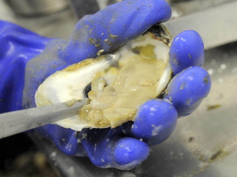 How oysters are grown on farms in the Chesapeake Bay