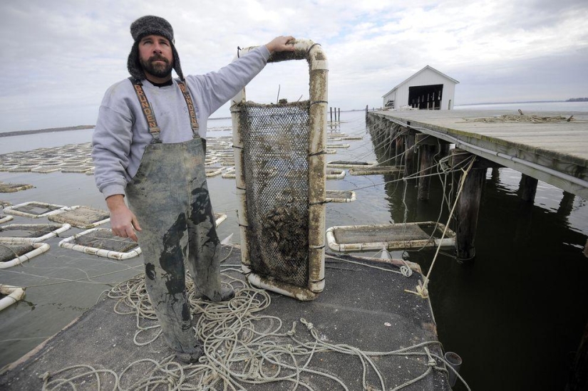 How oysters are grown on farms in the Chesapeake Bay