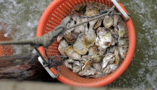How oysters are grown on farms in the Chesapeake Bay