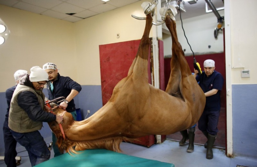 How race horses are treated in Istanbul
