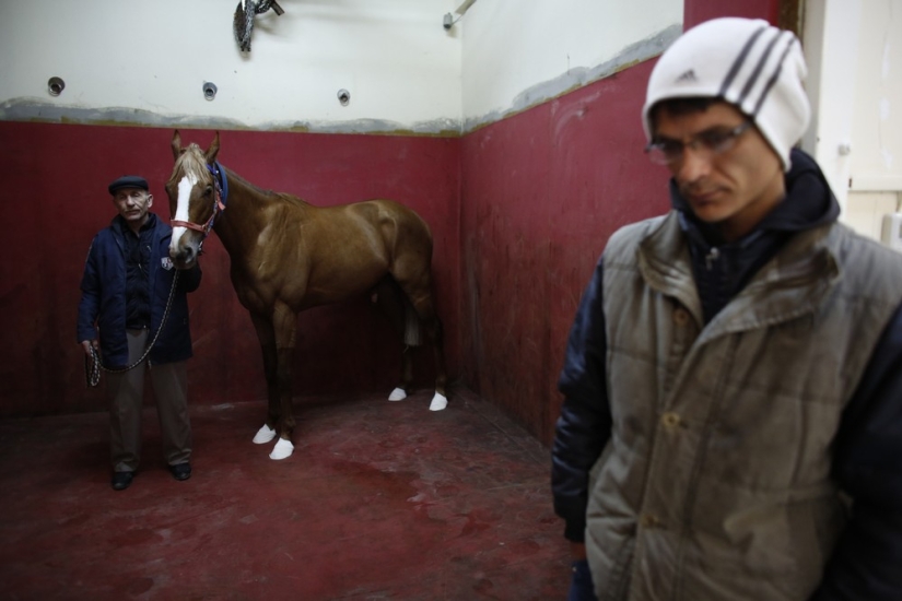 How race horses are treated in Istanbul