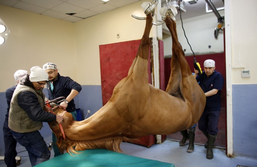 How race horses are treated in Istanbul