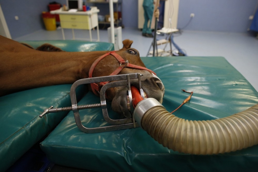 How race horses are treated in Istanbul
