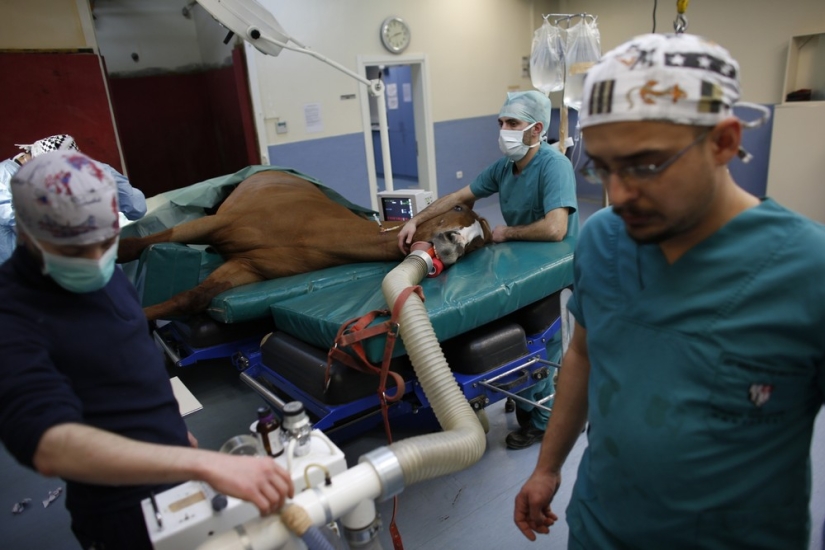 How race horses are treated in Istanbul