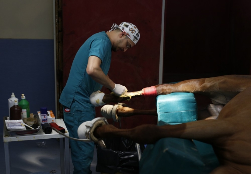 How race horses are treated in Istanbul