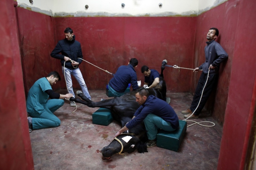 How race horses are treated in Istanbul