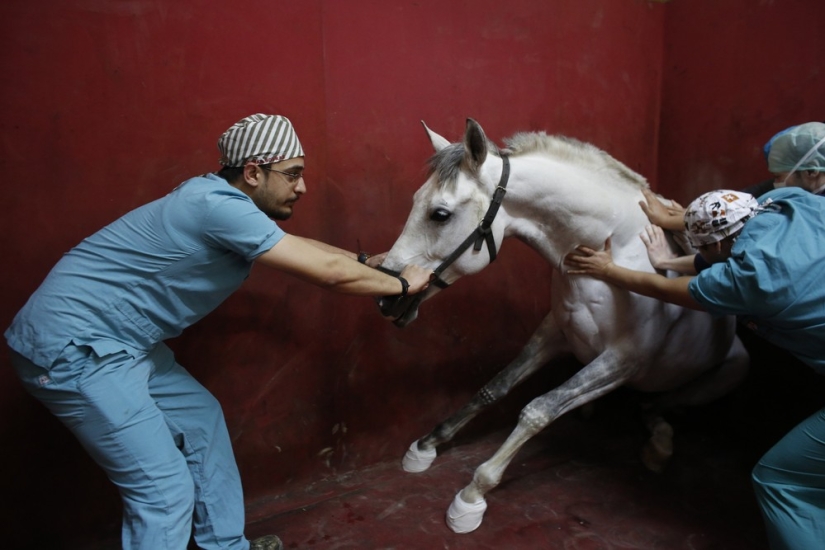 How race horses are treated in Istanbul