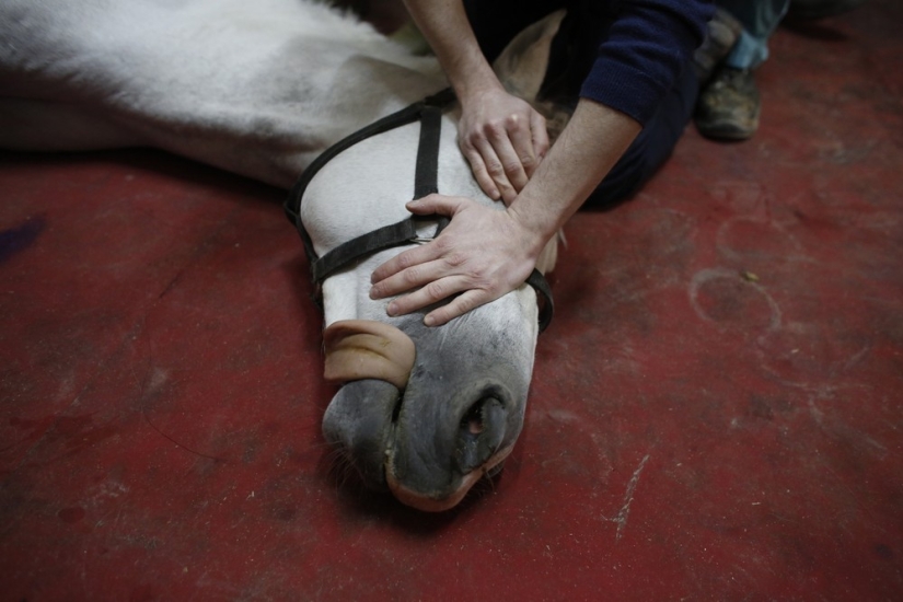 How race horses are treated in Istanbul