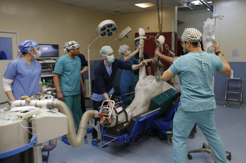 How race horses are treated in Istanbul