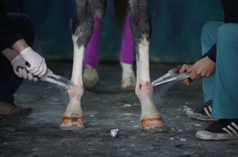 How race horses are treated in Istanbul