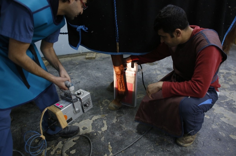 How race horses are treated in Istanbul